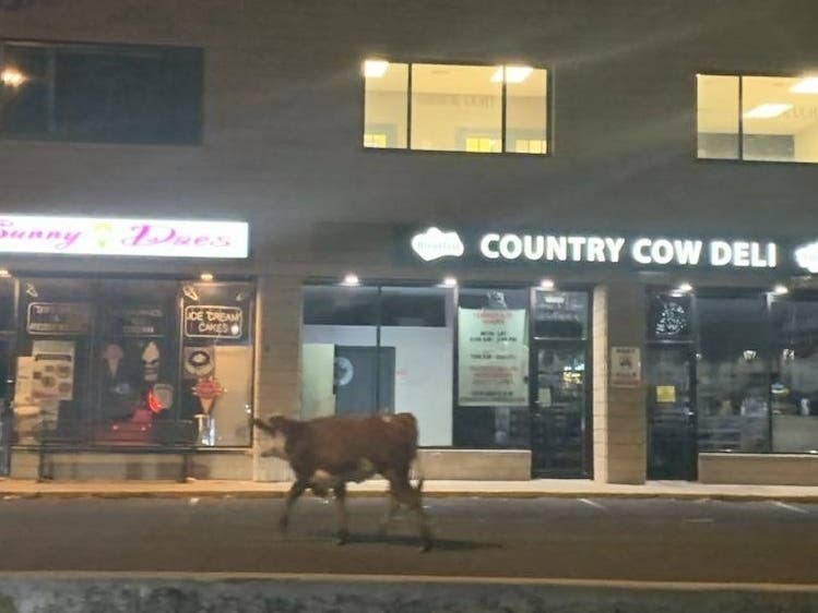 An escaped bovine walks past the Country Cow Deli early Saturday morning in Fairfield.