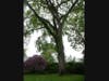 The ninth-largest elm tree in Connecticut is seen at 648 Harbor Road.