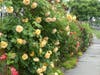 Flowers bloom Friday at 648 Harbor Road.