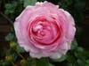 A flower blooms Friday at 648 Harbor Road.