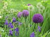 Flowers bloom Friday at 750 Harbor Road.