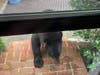 Bear 211 is seen through a window.