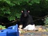 Bear 211 is seen May 21 in Trumbull.
