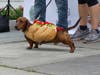 Archie gives new meaning to the term wiener dog in his costume Saturday.
