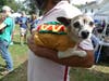Napoleon shows off his costume after Saturday's dog parade.