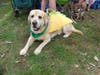 Lewes won the award for cutest costume in the dog parade Saturday with his taco outfit.