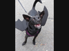 Tiki looks pleased to have won the choice award at Saturday's dog parade.