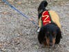 Tiggy shows off her costume Sunday.