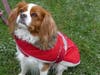 Brinx stays warm despite the flurries with a red coat.