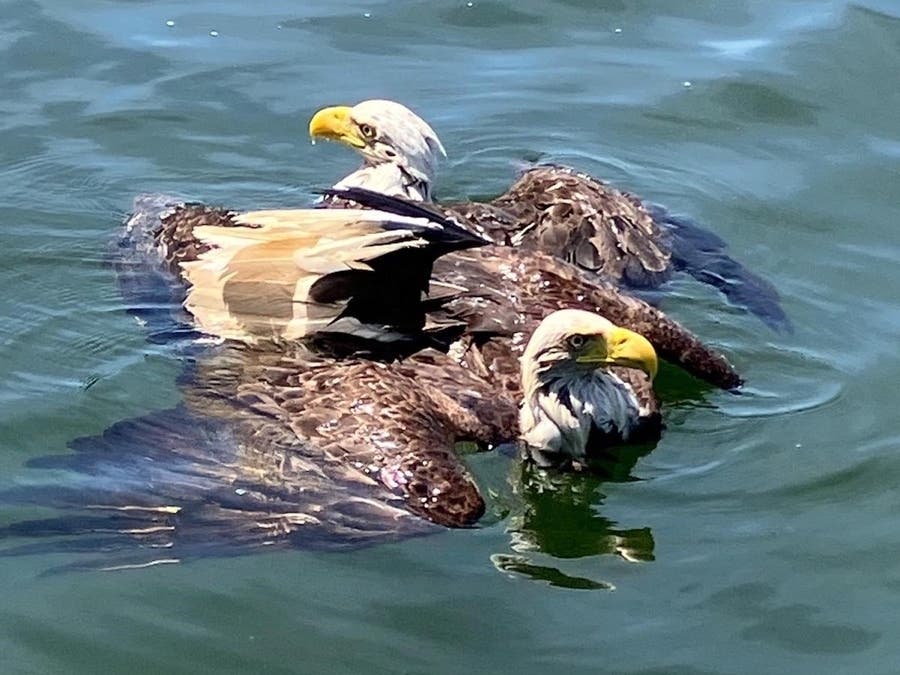 Two bald eagles were found stuck together on Leech Lake.