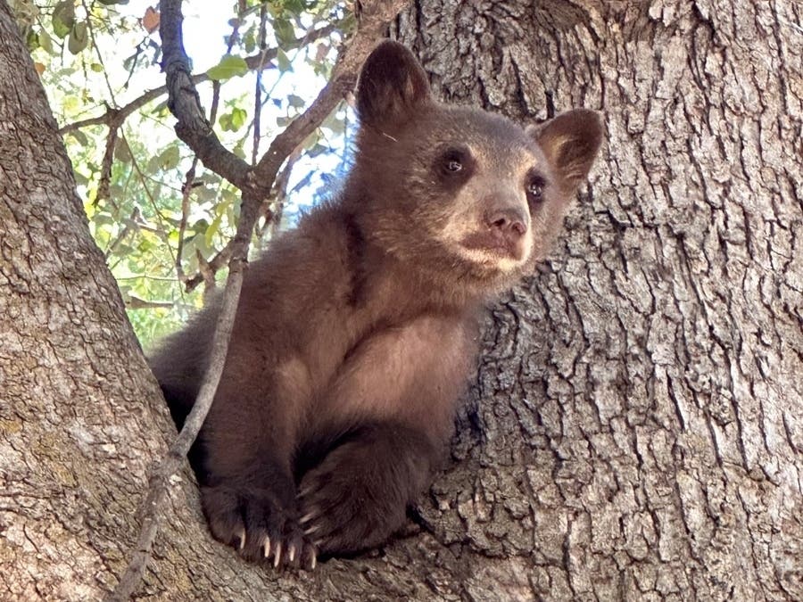 A bear cub is seen in a tree before being rescued last week in the area of Forest Falls.
