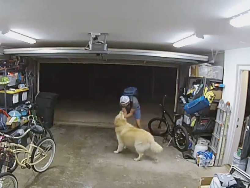 A thief stops to greet the victim's friendly dog.