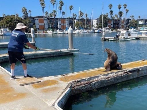 A sea lion is assisted by a volunteer Sunday in Oxnard.