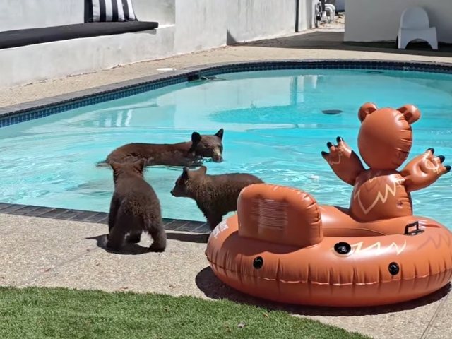 Bear Takes A Dip In SoCal Pool With Cubs In Tow: 'Cuteness Overload ...