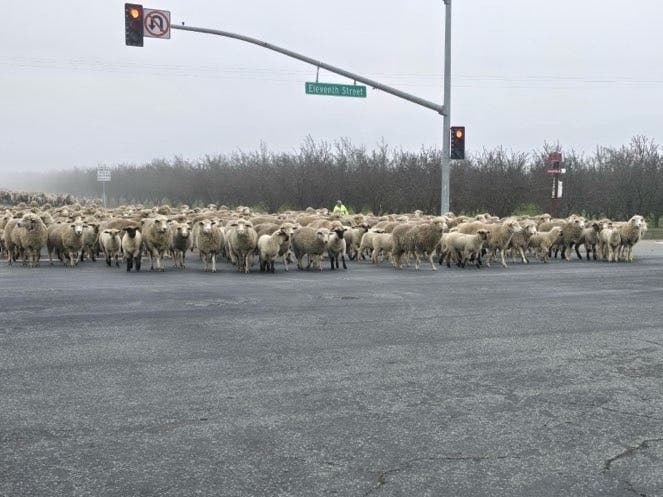 The local highway patrol office shared several images on social media of the sheep crossing 11th Street en masse outside Tracy, with traffic standing by.
