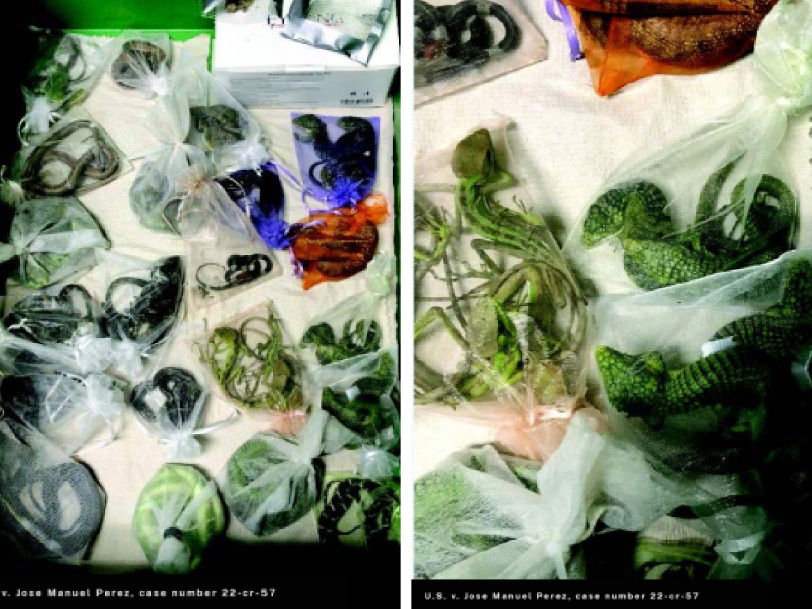 Jose Manuel Perez, of Oxnard, pleaded guilty in August 2022 to one count of smuggling goods into the U.S. and one count of wildlife trafficking, and received the 65-month sentence last week, authorities said.