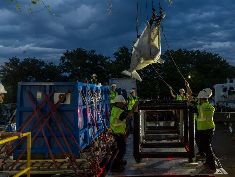 Veterinarians specializing in marine mammal medicine were among those accompanying the belugas from Marineland of Canada in Ontario to Chicago, with the whales traveling by truck and plane in water-filled containers.