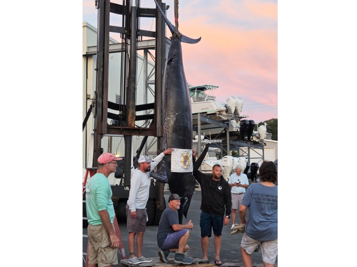 This photo provided by Katie Curran shows a large Atlantic blue marlin caught by Damon Sacco and his crew Wednesday, Aug. 19, 2026, in Falmouth, Mass.