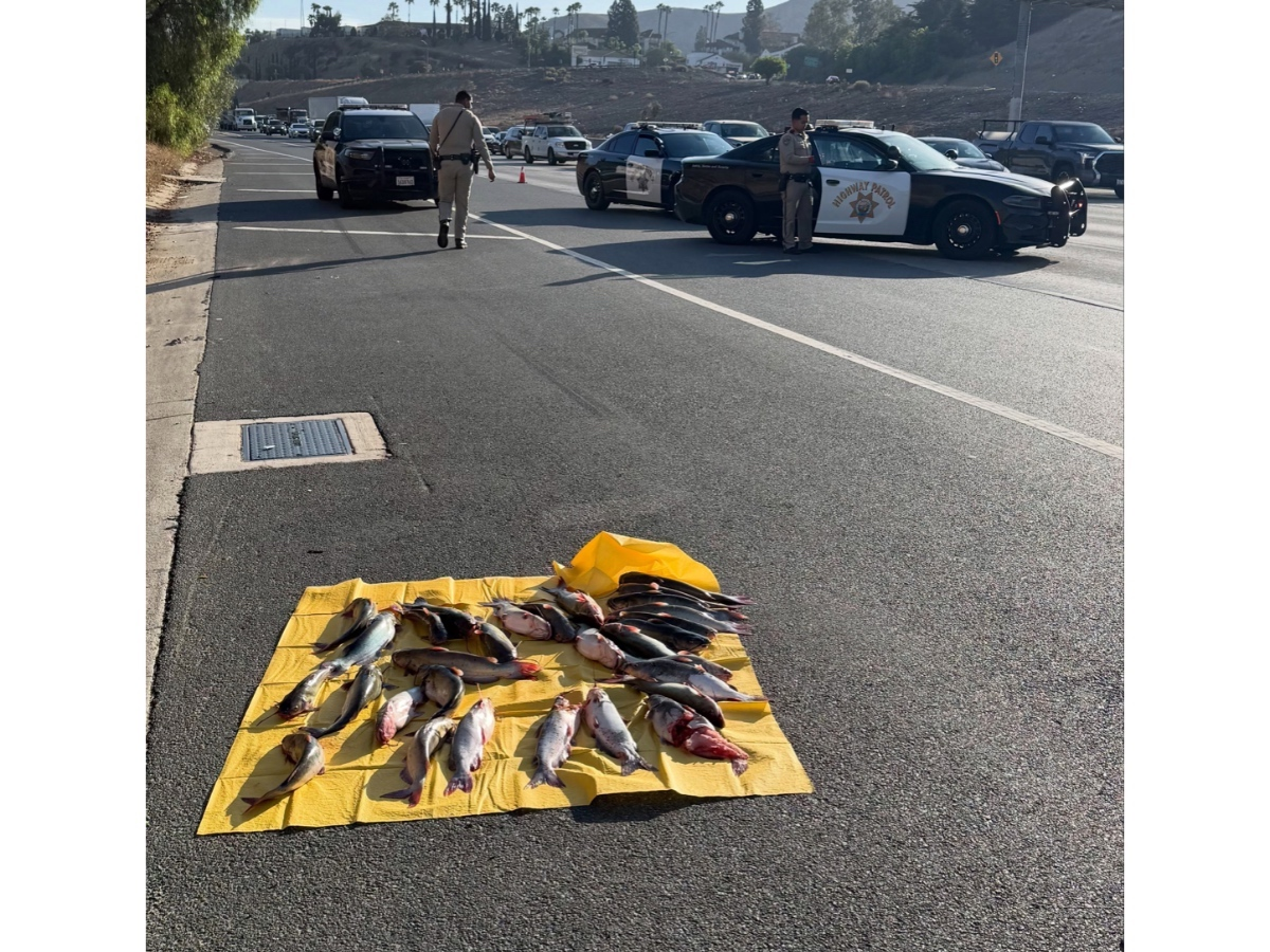 Authorities found 31 catfish crossing the road, according to the highway patrol’s Baldwin Park Facebook account