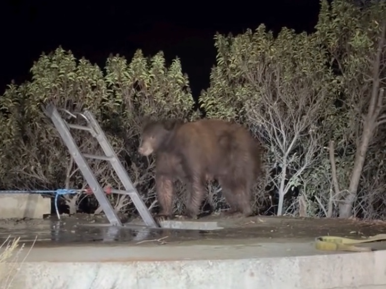 Urban search and rescue crews from the fire department worked with fish and wildlife officials to drain the tank and prevent the bears from drowning, and rescue personnel widened the hole and placed a ladder in it for the bears to crawl out.