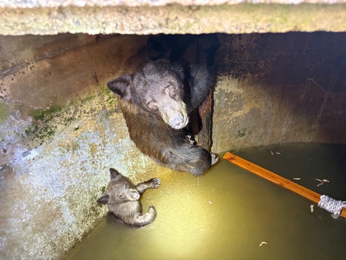 The animals appeared to have climbed through a vent hole to enter the cistern and couldn’t get out, Los Angeles County Fire Department spokesman Keith Navarre told City News Service.