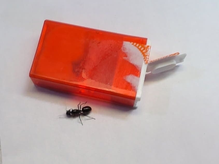 The insects were seized and sent for identification, according to the agency.