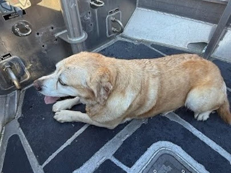A Coast Guard crew located the runaway boat and found a dog on board, who was reunited with its family, according to the agency.