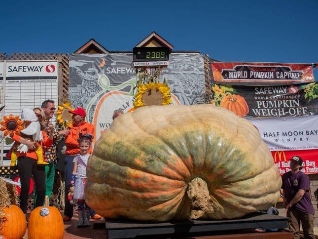 On Monday, October 12, the world’s elite giant pumpkin growers returned to Half Moon Bay for the 53rd Annual Safeway World Championship Pumpkin Weigh Off.