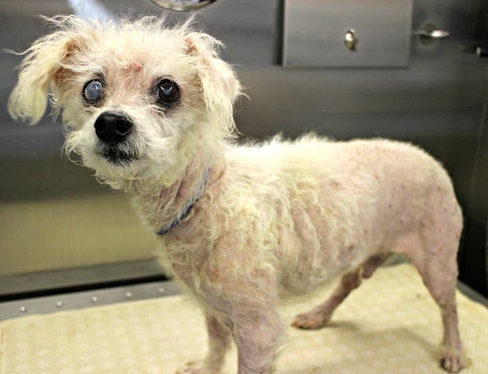 Half-Blind Senior Dog Found Wandering The Streets Now Safe At Popcorn ...