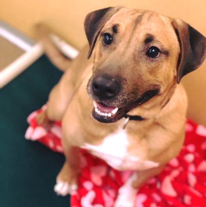 Monmouth County SPCA's Dog Of The Week Long Branch, NJ Patch