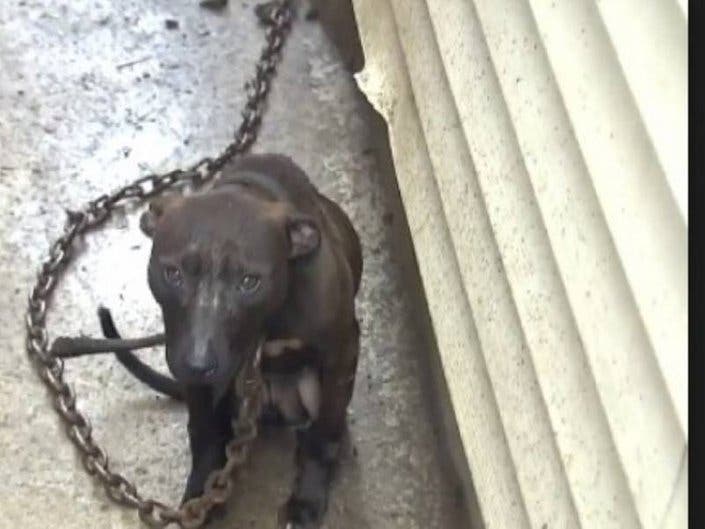 One man has been sentenced in a multi-state dog fighting ring that involved two New Jersey men.