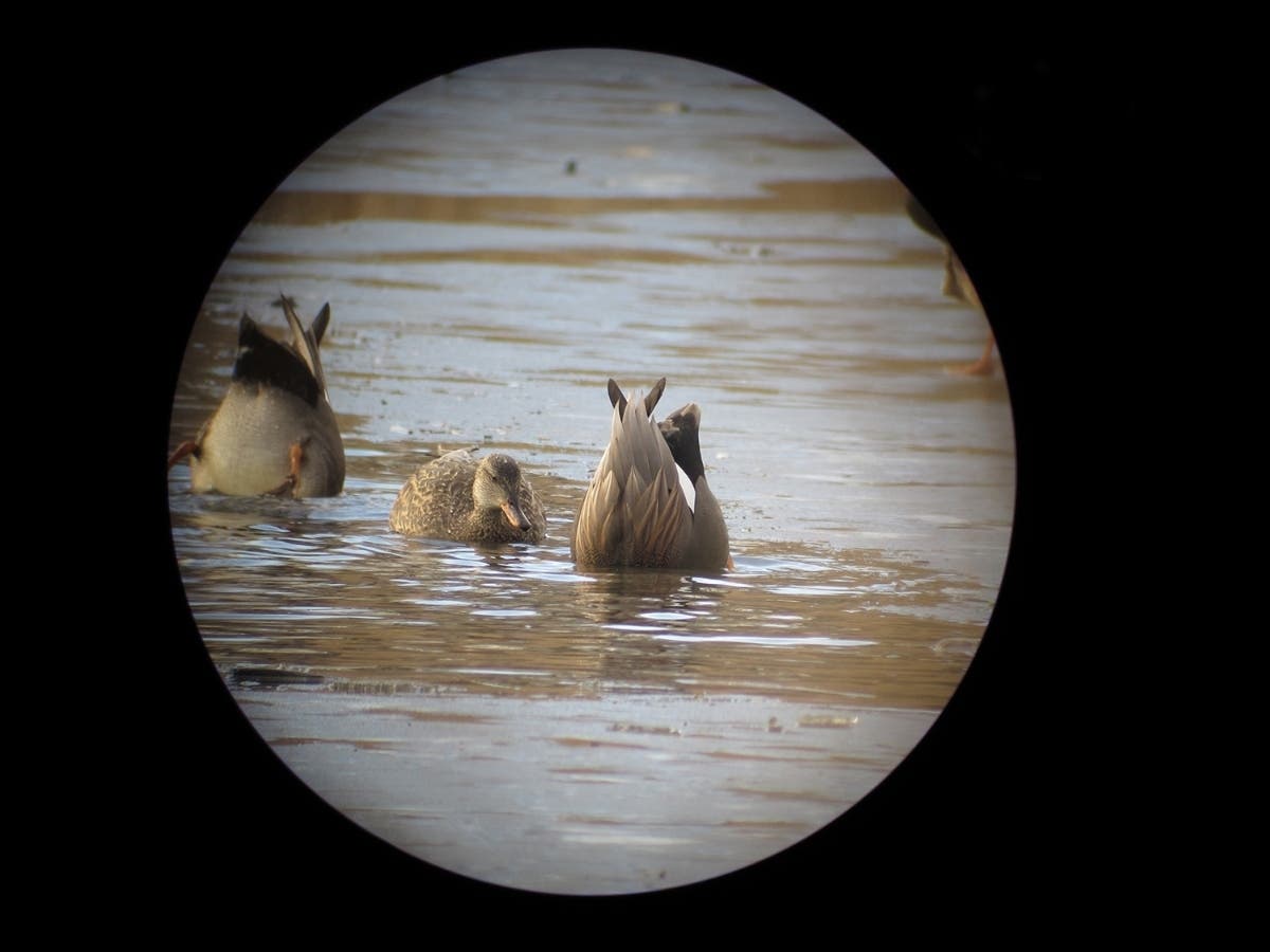 Learn more about the migratory patterns of waterfowl in New Jersey during the Winter Duck Walks led by Park Commission Naturalist staff.