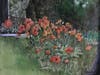 Poppies on Mill Road, Richard Christofferson, oil
