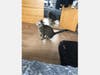 Romeo is a half Bengal tabby cat who protects himself from the Coronavirus with an empty yoghurt cup on his face.