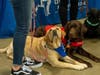 Two obedient dogs waiting to be noticed.