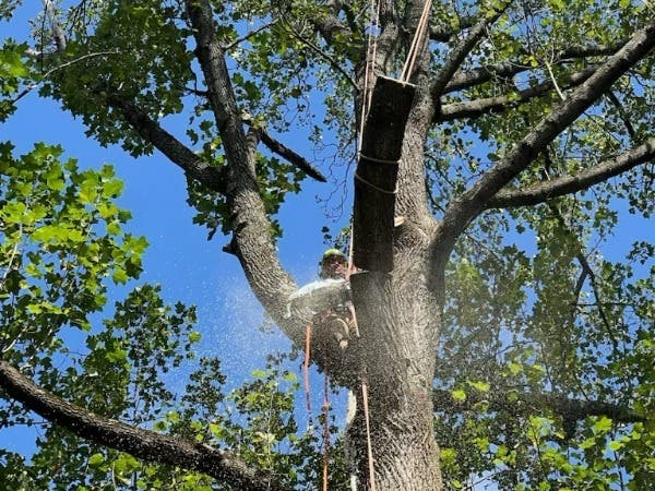 LO Landscaping & Tree Services