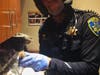 The little bird that was rescued by Pleasanton police and the city's animal services.