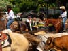 Friday's cattle drive through downtown Pleasanton.