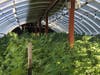 The illegal grow operation discovered in Boulder Creek, June 13, 2019.