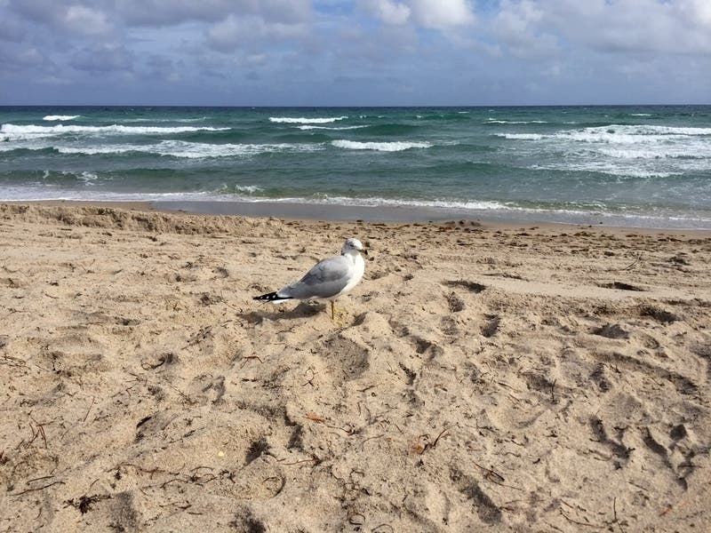 The businesses have made special efforts to protect local waterways and the ocean.