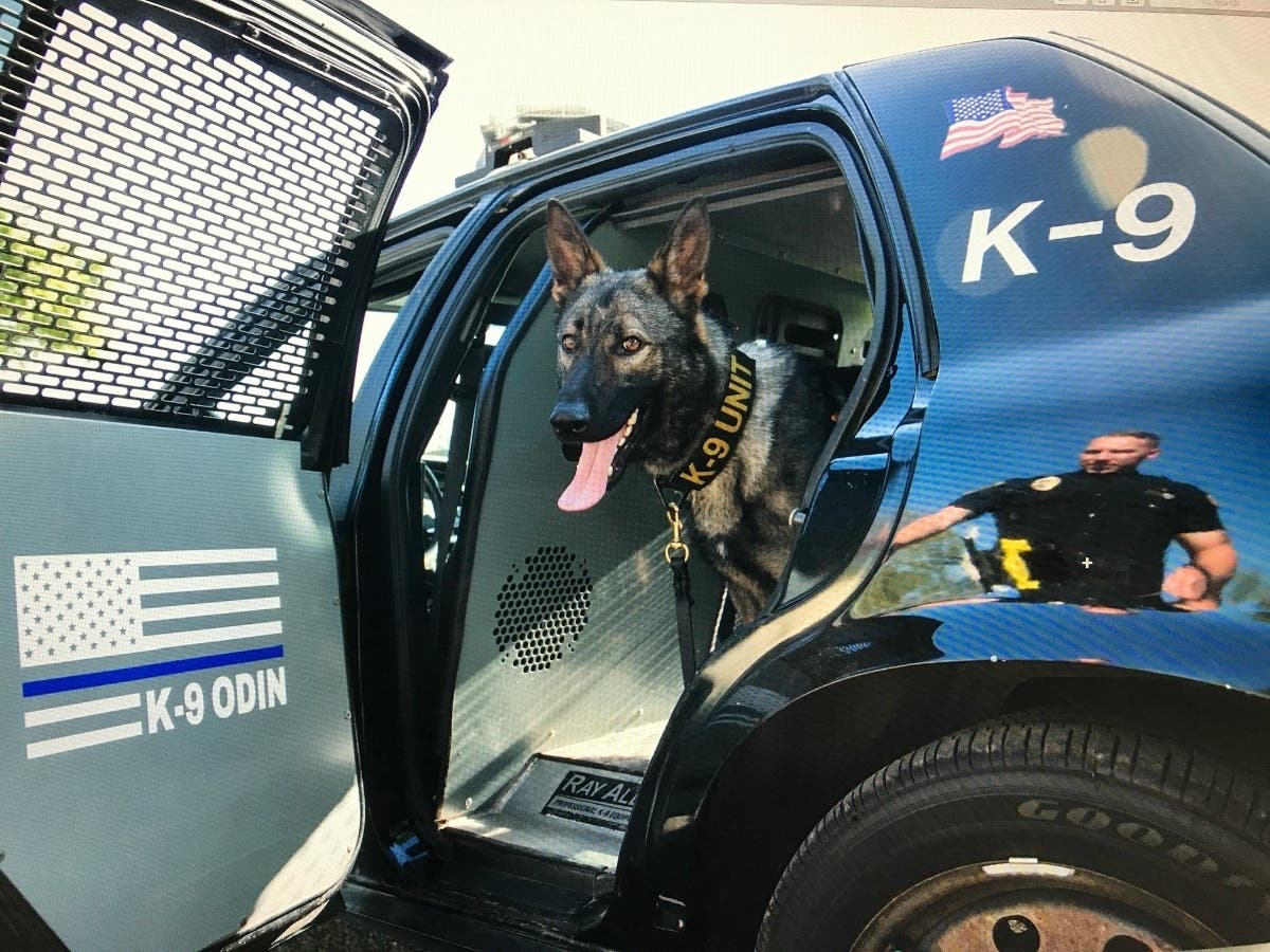 Odin, SVPD's new K-9.