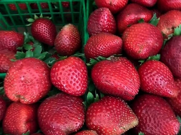 The Watsonville Strawberry Festival kicks off this weekend in historic downtown.