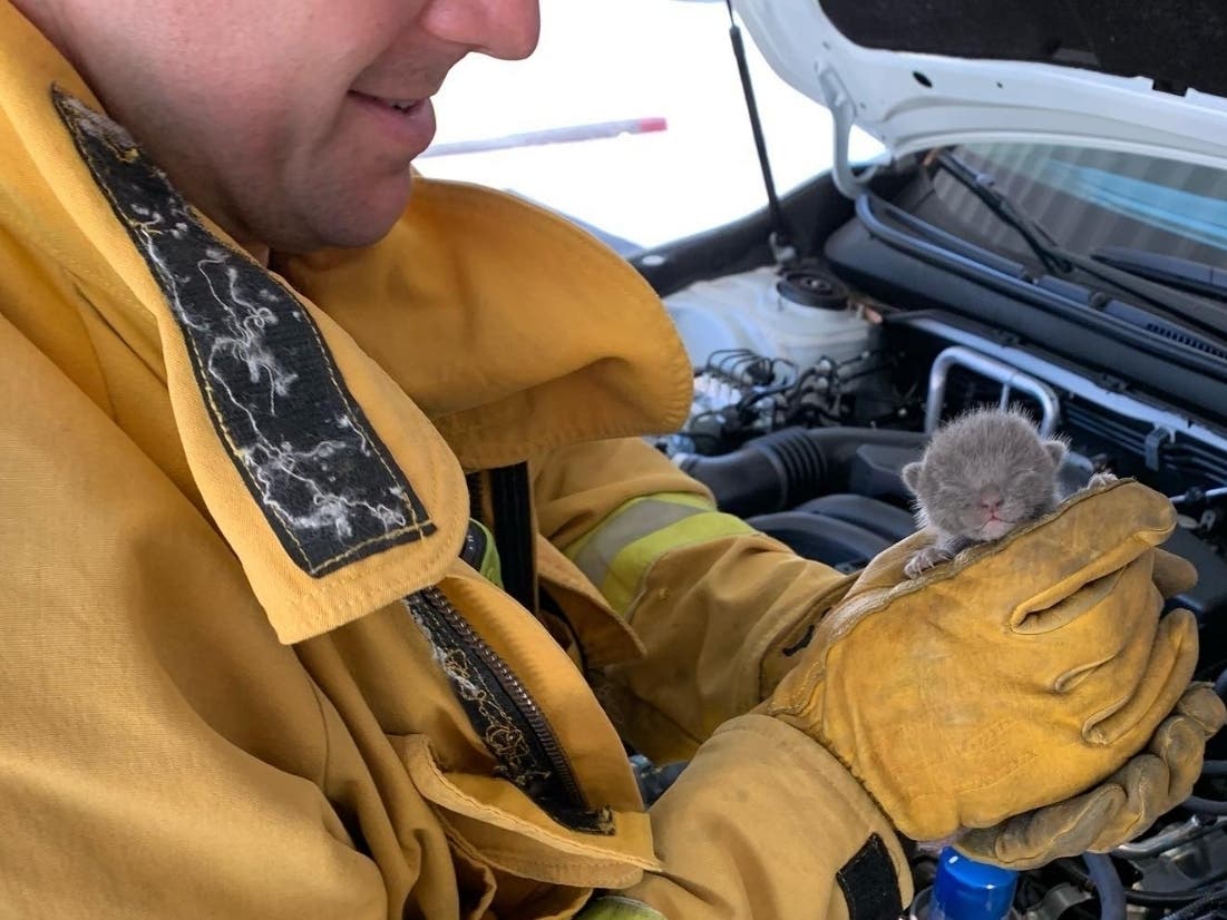 One of the kitten's being cared for by an Alameda County firefighter.