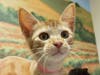 Rigatoni, who is available for adoption through Valley Humane Society.