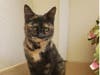 Megan, who is available for adoption through Valley Humane Society.