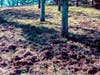 Environmental damage caused by wild pigs.