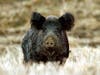 A wild pig in California.
