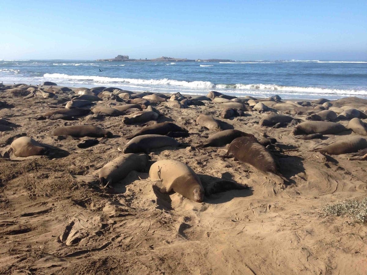 Elephant seals at Año Nuevo State Park.