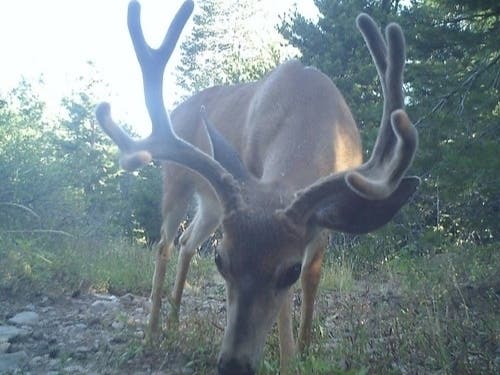 California mule deer.