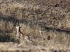 Deer in Pleasanton